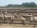 Sheep feed lot south of Dimmitt