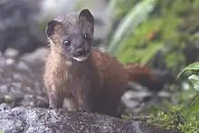 Brown mustelid on ground