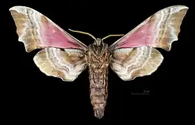 Smerinthus ocellata atlanticus ♂ △