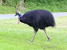 The southern cassowary is the largest extant bird in Oceania weighing up to 85 kg (187 lb).