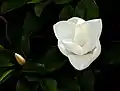 Southern magnolia blossom & bud