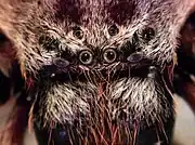 Eyes of female I. villosa, from front