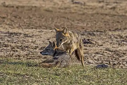 male grooming female