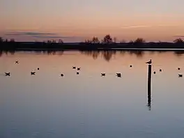 A lake at sunset with gulls on its surface