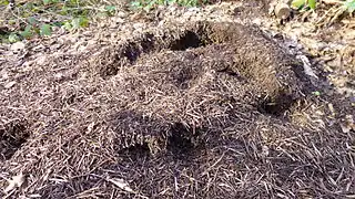 4 m2 (43 sq ft) wood ant nest along a path