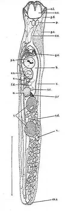 Adult Tetracerasta blepta