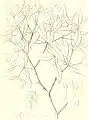Botanical line drawing showing foliage and flowers. Plant labelled with obsolete name Daphne indica.