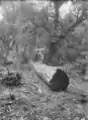 Timber workers on a log on the Mountain Rimu Timber Company's property