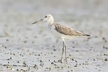 Image 10GreenshankPhotograph: JJ HarrisonThe common greenshank (Tringa nebularia) is a sub-Arctic migratory wader which breeds from northern Scotland eastwards across northern Europe and Asia. They feed on small invertebrates, but will also take small fish and amphibians.More selected pictures