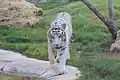 White tiger