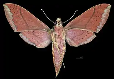 Female ventral