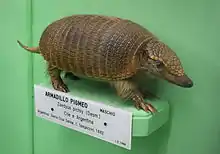 Brown armadillo